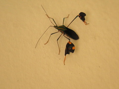 Diactor bilineatus