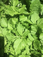 Cardamine diphylla