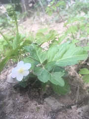Cardamine diphylla