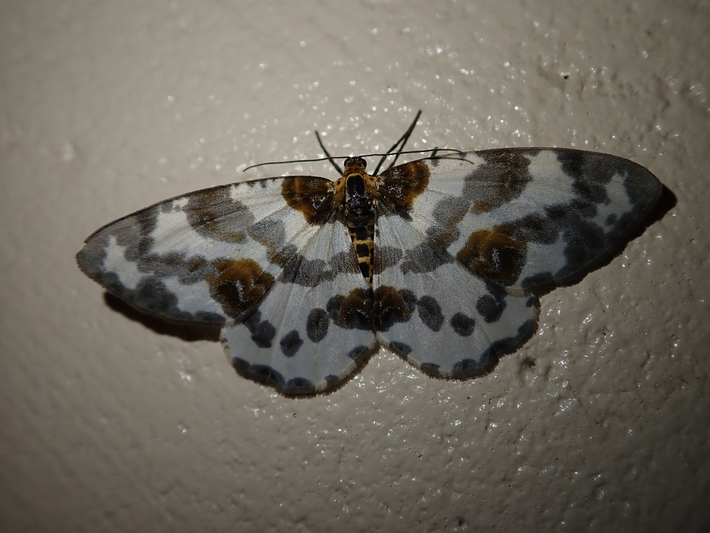 Abraxas latifasciata