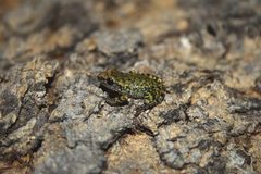 Eleutherodactylus verrucipes