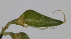 Aspalathus secunda