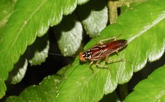 Euphyllodromia angustata