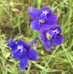 Delphinium variegatum