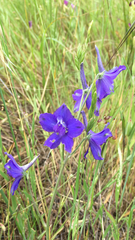 Delphinium variegatum
