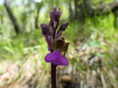Orchis spitzelii