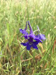 Delphinium variegatum