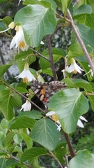Styracaceae
