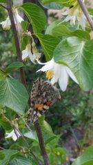 Styracaceae