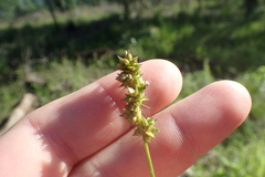 Carex perdentata