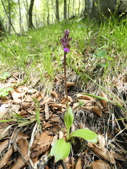 Orchis spitzelii
