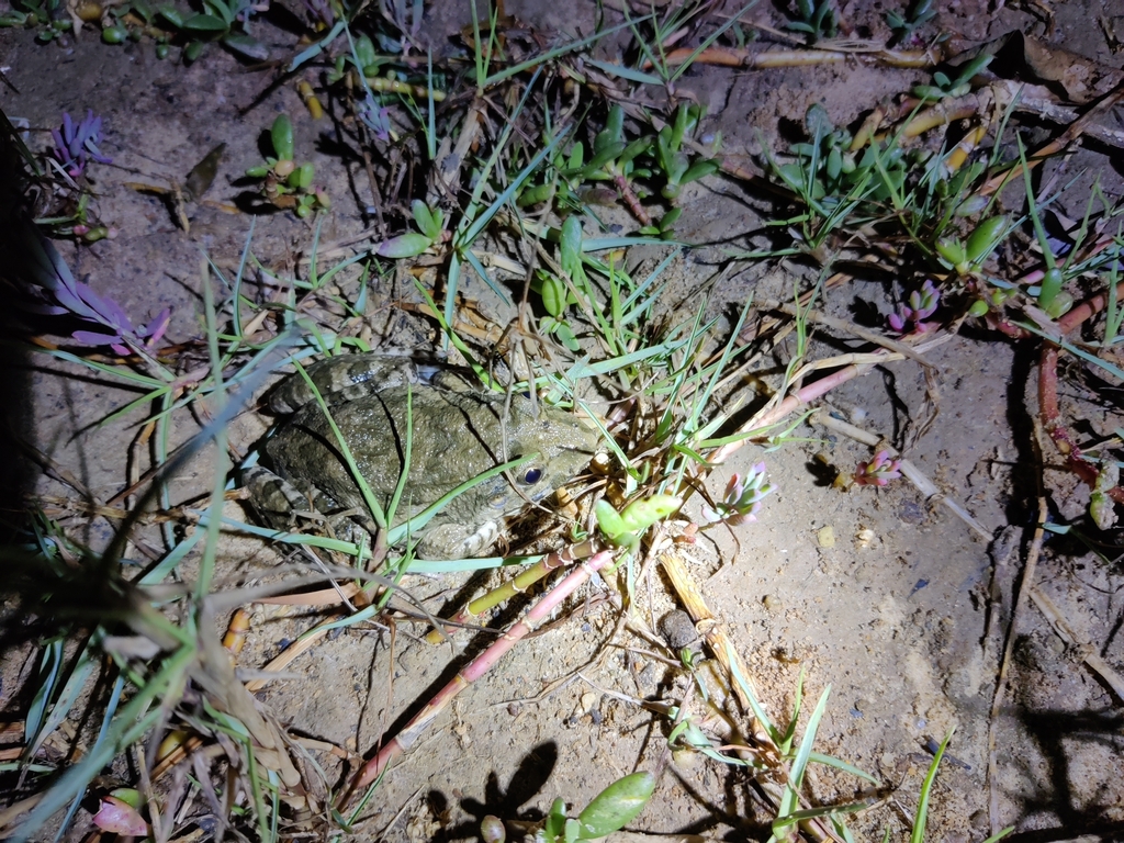 Mangrove Frog from 广东省湛江市麻章区湖光镇大坡 on March 18, 2023 at 08:30 PM by ...