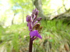Orchis spitzelii