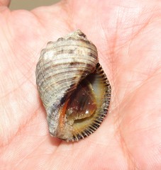 Stramonita brasiliensis