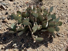 Opuntia rufida