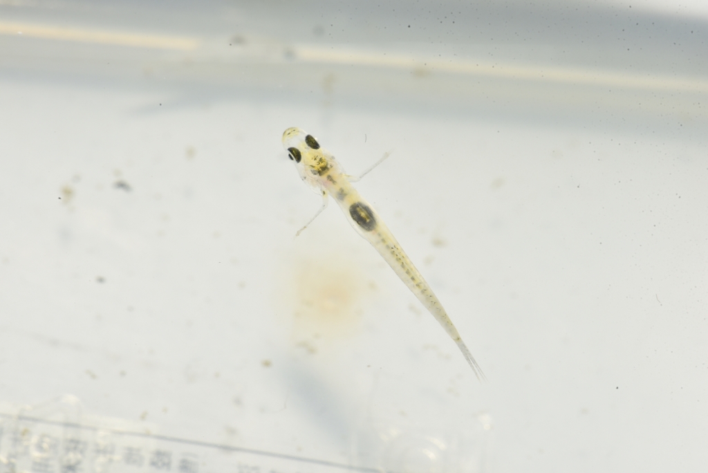 Glas-dwerggrondel (Gobiopterus lacustris) — Gobiidae