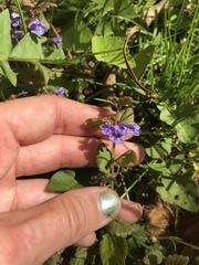 Glechoma hederacea
