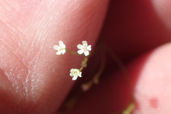 Spermolepis diffusa