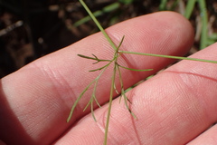 Spermolepis diffusa