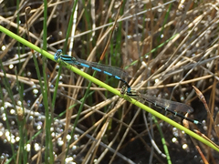 Argia bipunctulata