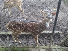 Cervini