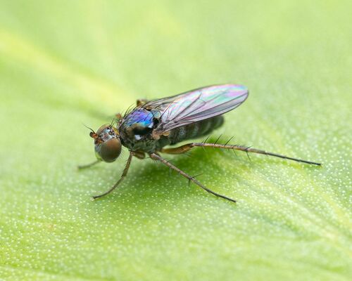 Pelastoneurus comatus