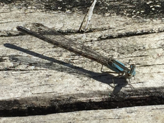 Argia alberta
