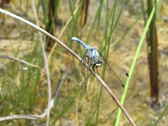 Nannothemis bella