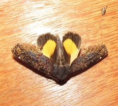 Gonodonta fernandezi