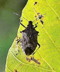 Dalpada nodifera