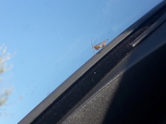 Panorpa lacedaemonia