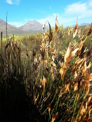 Willdenowia glomerata