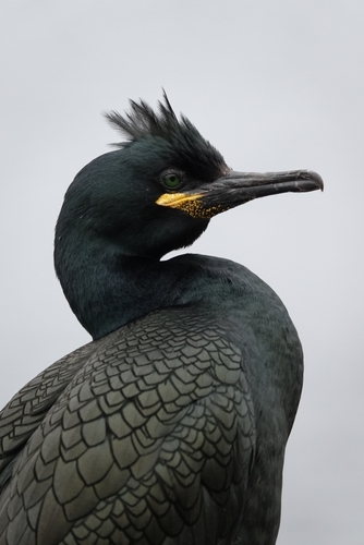 Cormorán moñudo (Gulosus aristotelis)