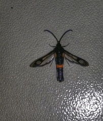 Synanthedon