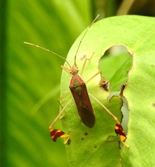 Anisoscelis scutellaris