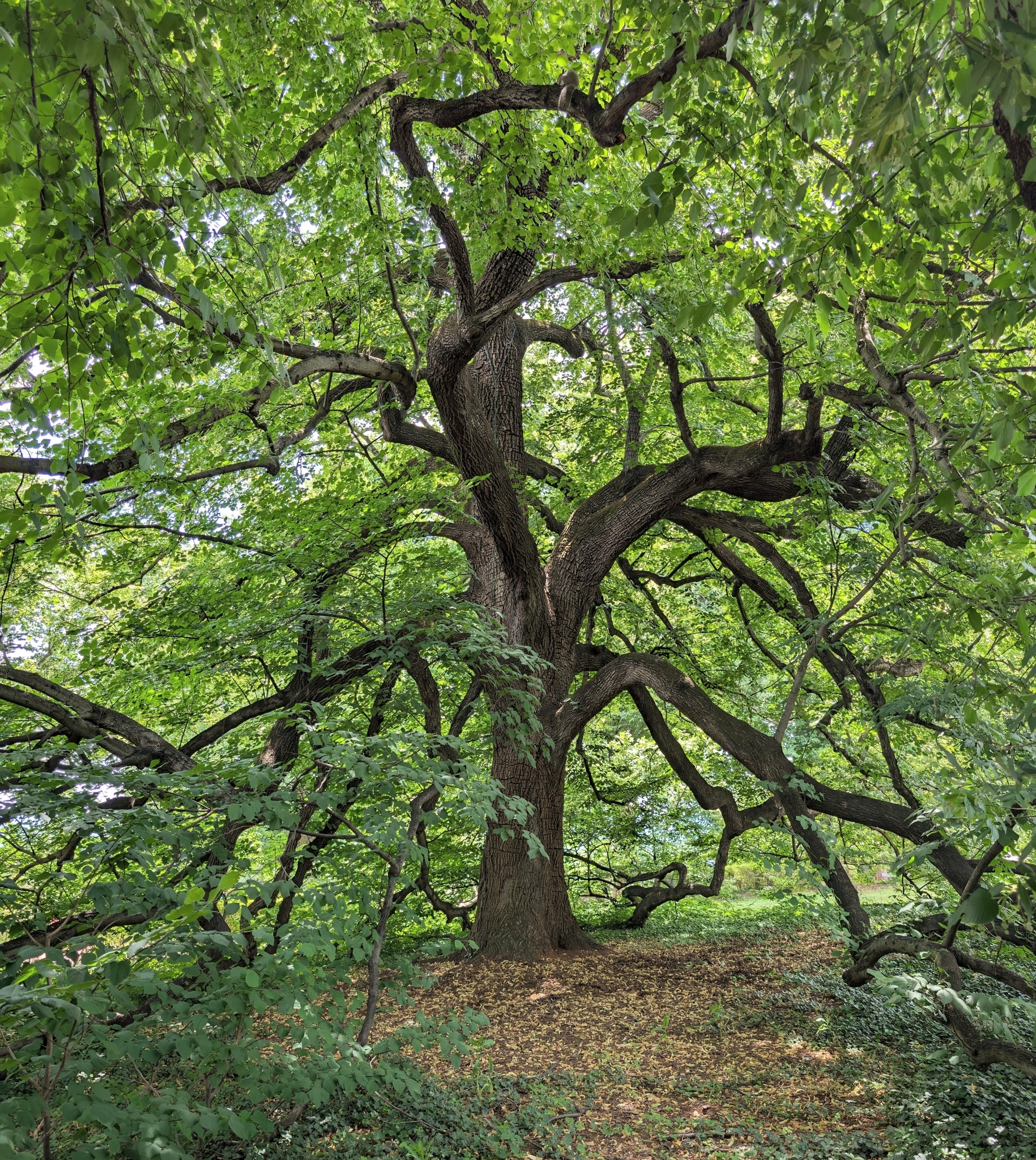 Winter-Linde (Tilia cordata): Herkunft und Verwendung — foto 2