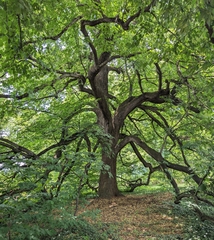 Winter-Linde (Tilia cordata): Herkunft und Verwendung — Foto 2
