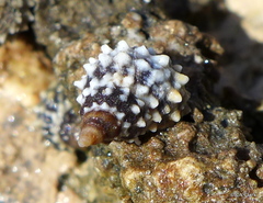 Echinolittorina tuberculata