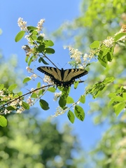 Papilio glaucus