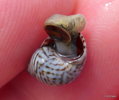 Echinolittorina ziczac