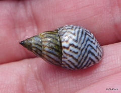 Echinolittorina ziczac