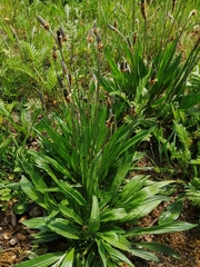 Plantago lanceolata