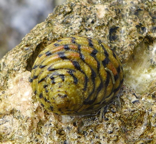 Four-toothed Nerite