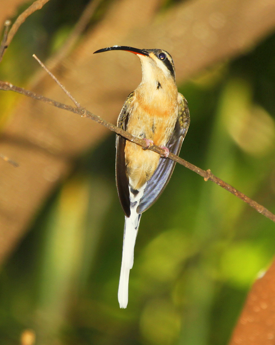 File:Phaethornis pretrei Planalto Hermit; Itapira, São Paulo