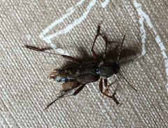 Xylotrechus rusticus