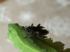 Xylotrechus rusticus