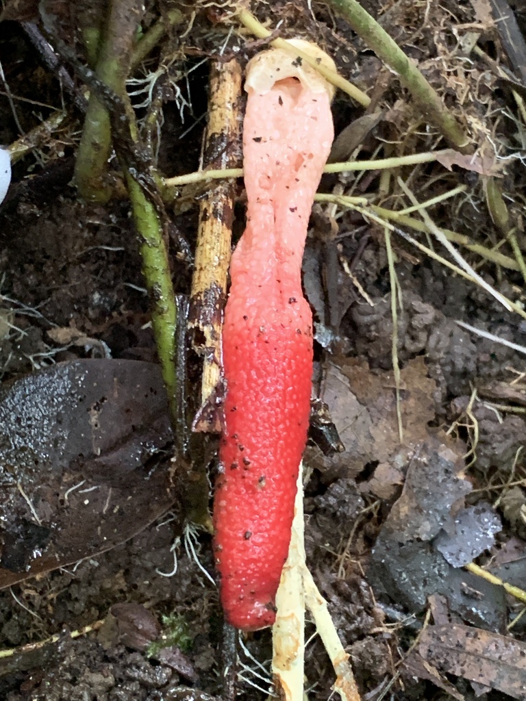 Mutinus elegans · May 2019 · photo: © moorebuesing (iNaturalist, cc0)