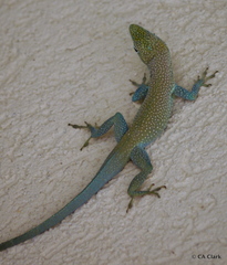 Anolis conspersus