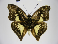 Euptera schultzei