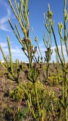 Leucadendron corymbosum